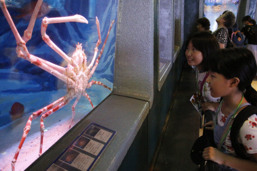 深海生物や熱帯魚を観察【キッズサマースクール⑬】