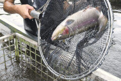 「甲斐サーモンレッド」出荷最盛期