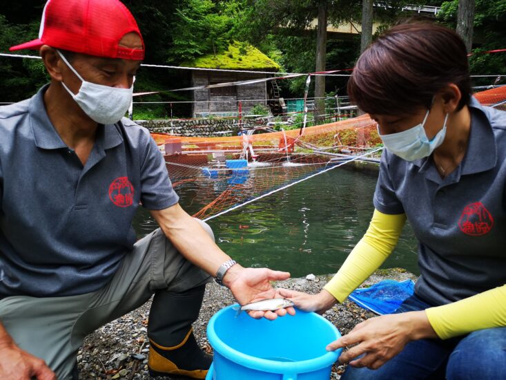 丹波山アユ名産地に 漁協　大菩薩嶺の水で養殖 観光機構　干物に加工し販売へ